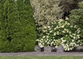 Tall hedge composed of multiple plants completely shields a house in a Seattle neighborhod