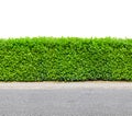 Tall hedge with gravel road isolated on white