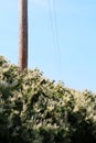 Tall hedge of Himalayan fleece vine invasive species