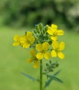 Tall hedge mustard (Sisymbrium loeselii)