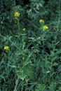 Tall Hedge Mustard 41980