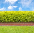 Tall hedge with part of the brick wall