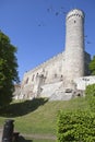 Tall Hermann tower . Tallinn, Estonia Royalty Free Stock Photo