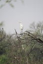 Tall and high Great Egret