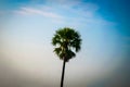 Tall high palm tree against blue sky clouds background Royalty Free Stock Photo