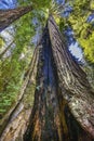 Tall Hollow Trees Towering Redwoods National Park Crescent City California Royalty Free Stock Photo