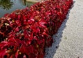 tall, huge and high gabion wall is overgrown with ivy some leaves are Royalty Free Stock Photo