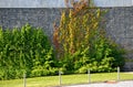 Tall, huge and high gabion wall is overgrown with ivy some leaves are dark others new are light granite cubes Royalty Free Stock Photo