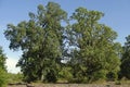 Tall huge oaks grow in the old manor. Beautiful old trees.