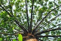 Tall huge tree with many branches Royalty Free Stock Photo