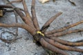 Tall imposing perennial with a high cylindrical inflorescence of root tubers are edible after cooking, resembling octopuses or