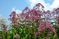 A tall, imposing perennial with stiff erect, conspicuously purple stems At the end of summer and in autumn, the hemispherical