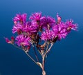 Tall Ironweed Royalty Free Stock Photo