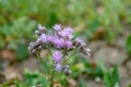 Tall Ironweed Vernonia altissima brilliant lilac flowers, held like torches atop the tall flower stalks