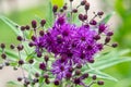 A Tall Ironweed Vernonia altissima with purplish flowers