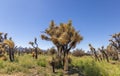 Arthur B. Ripley Desert Woodland State park in spring time