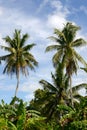 Tall jungle palm trees