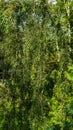 Tall Juniper Juniperus communis Horstmann in bloom in the garden. Beautiful needles and flowers on juniper branches.