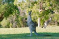 Tall kangaroos Royalty Free Stock Photo