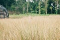 Tall lalang grass flower field, background blur bokeh