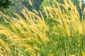 Tall lalang grass flower field, background blur bokeh