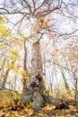 Tall large old maple tree with autumn yellow leaves and thick roots in forest