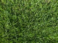 Tall lawn grass green fresh bright sunny overhead backyard mowing ground earth cover