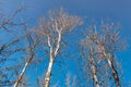 Tall and Leafless Birch