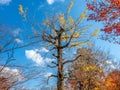 Tall leafless tree in autumn season