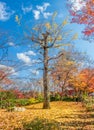 Tall leafless tree in autumn season