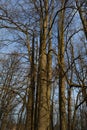 Tall leafless tree with many trunks in early spring