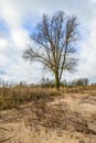 Tall leafless tree in a rural landscape