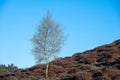 Tall leafless tree on the slope of a hill under the blue sky