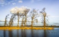 Tall leafless trees in a flooded area