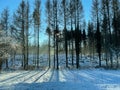 Tall leafless trees in a snow covered forest under blue sky on a sunny winter day Royalty Free Stock Photo