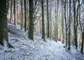 The tall leafless trees in a snowy forest in mount Povazsky Inovec on a sunny winter day Royalty Free Stock Photo