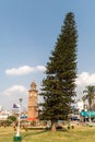 A tall leaning pine tree in Mysore