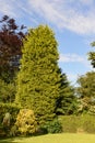 Tall leylandii tree Royalty Free Stock Photo