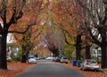 Quiet residential suburb street littered with leaves from tall trees Royalty Free Stock Photo