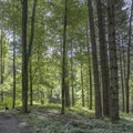 tall logs of wood at Burgberger slope, Germany