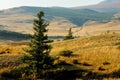 Tall lone pine trees on the gentle slopes of a high hill overlooking a picturesque autumn valley Royalty Free Stock Photo