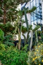 Tall long cacti and Araucaria heterophylla tree in the hotel garden in Alanya, vertical. Exotic