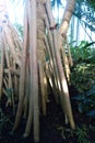 Tall Long Tree Roots In A Jungle