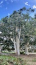 Tall lush Australian Eucalyptus Trees Royalty Free Stock Photo