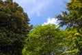 Tall lush green trees with a gorgeous blue sky and clouds at Atlanta Botanical Garden Royalty Free Stock Photo