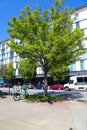 Tall lush green trees surrounded by white apartment buildings with cars parked along the trees and electric bikes Royalty Free Stock Photo