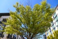 Tall lush green trees surrounded by white apartment buildings with large windows and clear blue sky Royalty Free Stock Photo