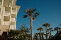 a tall palm tree with a blue sky in the background Royalty Free Stock Photo