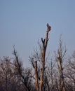 a tree trunk that has some very thin branches and two birds sitting in it Royalty Free Stock Photo