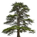 Tall cedar tree isolated on white background Royalty Free Stock Photo